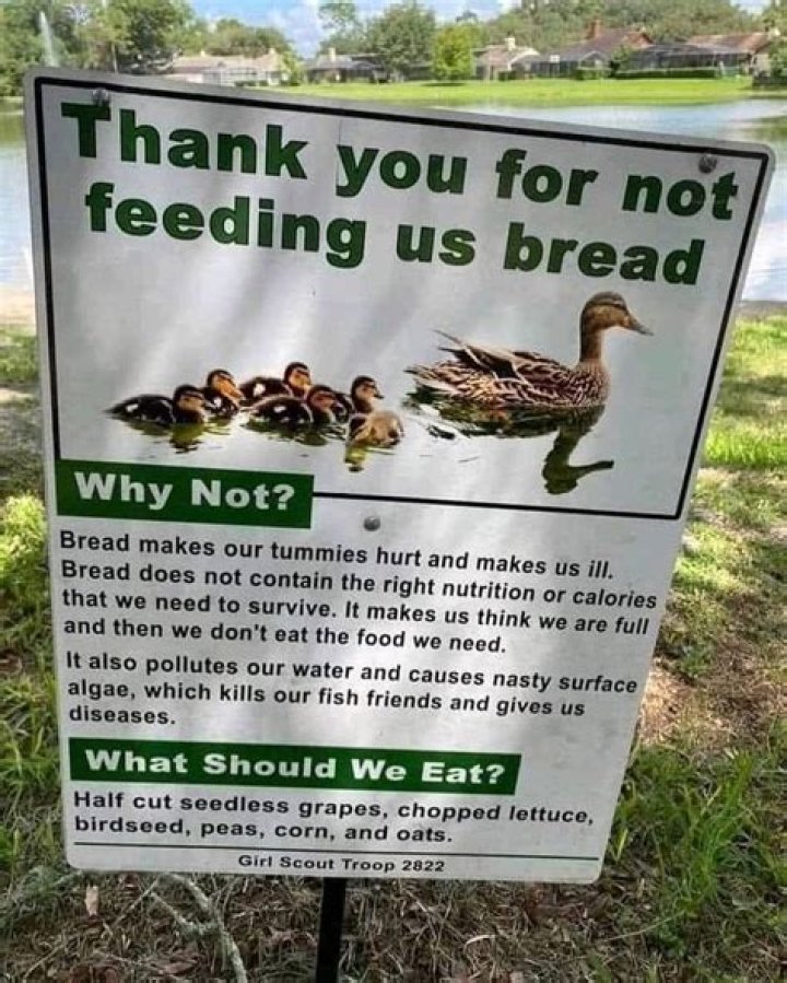 Is it safe to feed ducks bread