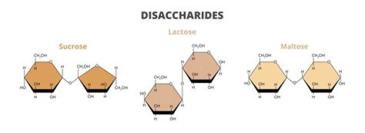 Is Lactose a diluent