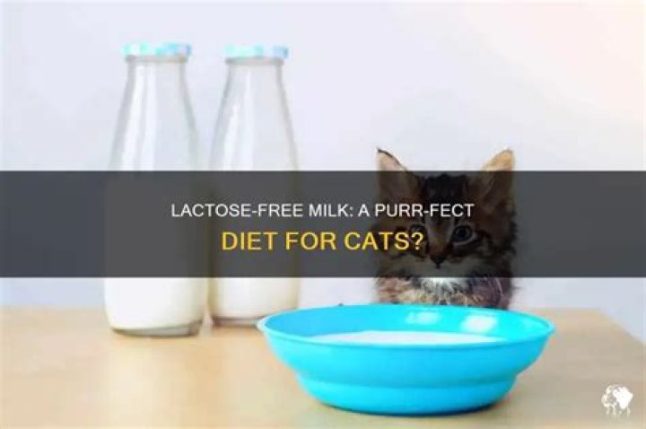is lactose free milk good for cats