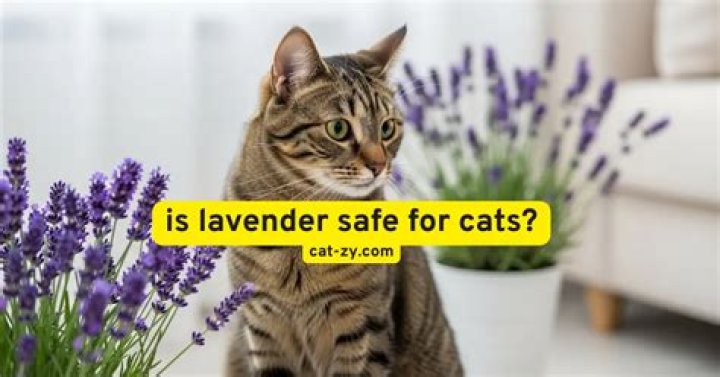 is lavender safe for cats