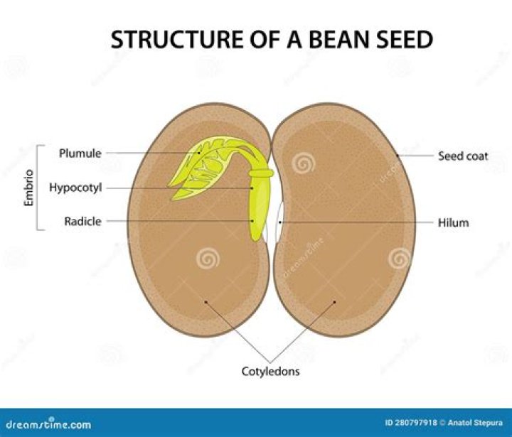 Is lima bean a seed