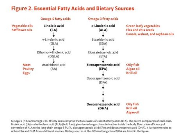 Is linoleic acid an essential fatty acid