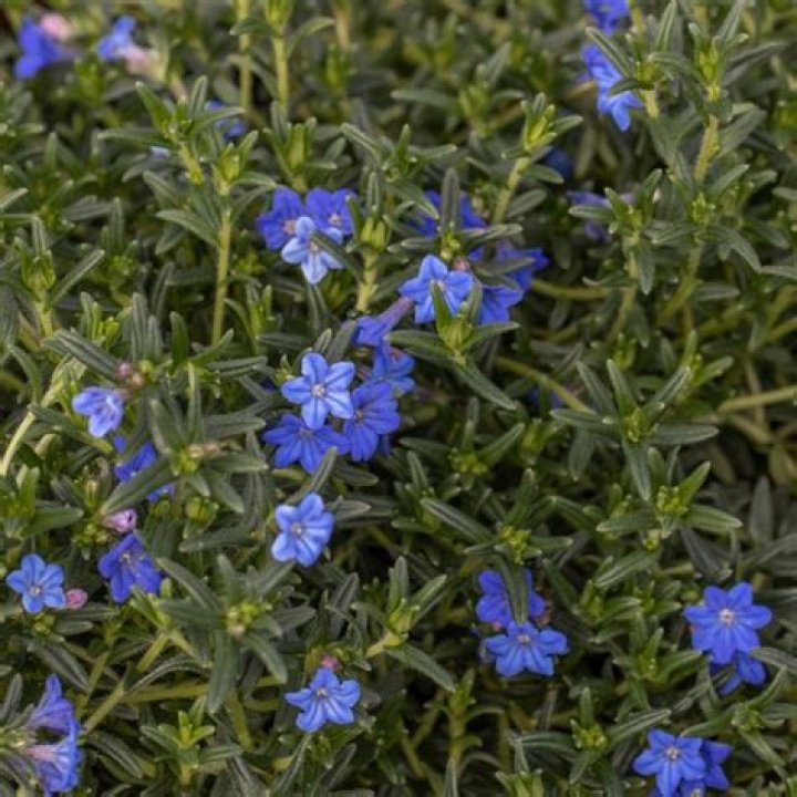 Is Lithodora Evergreen
