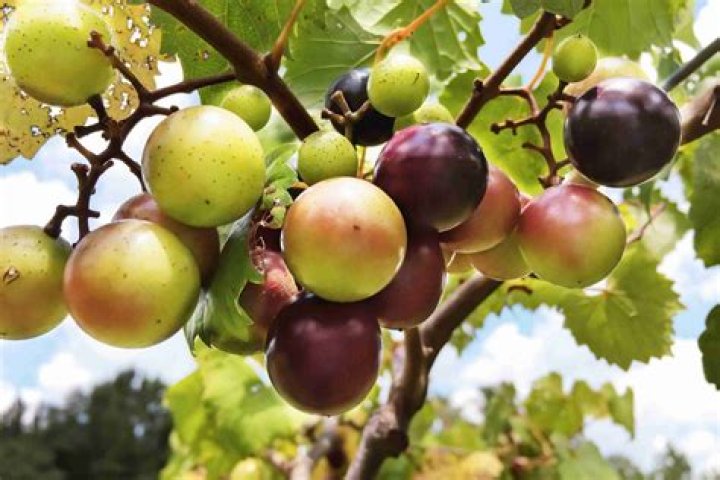 Is muscadine grape native to Florida