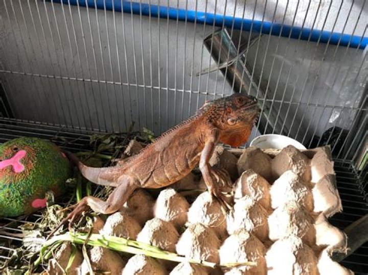 Is my iguana healthy