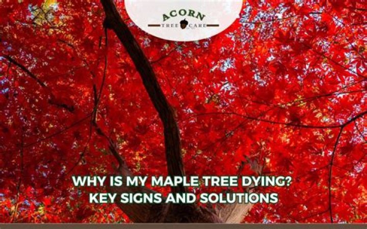 Is my maple tree dying