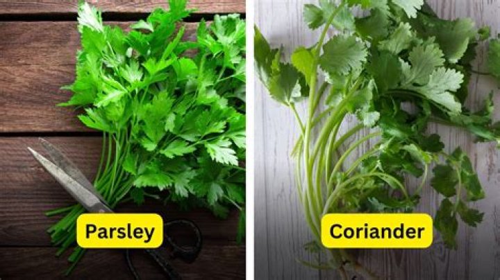 is parsley and coriander same