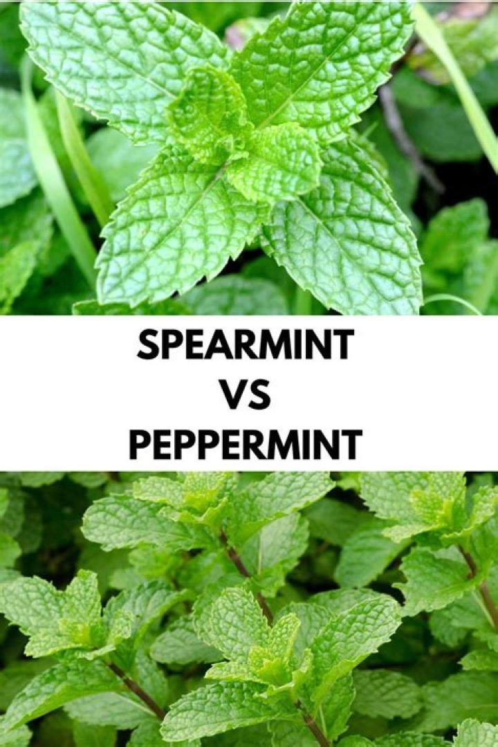 Is peppermint plant the same as mint plant