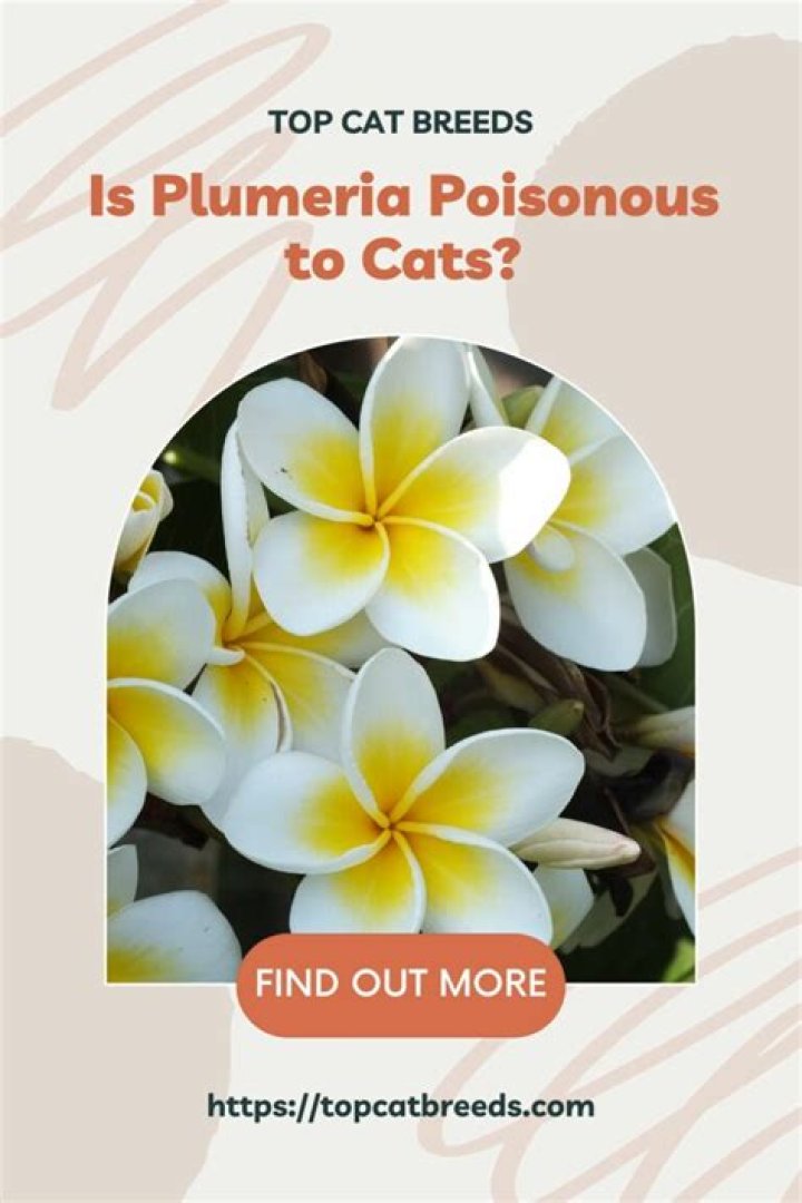 Is plumeria poisonous to cats