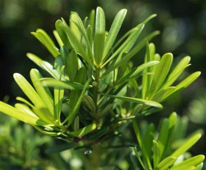 Is Podocarpus toxic