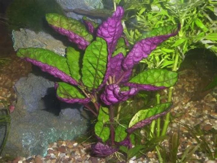Is purple waffle an aquarium plant?