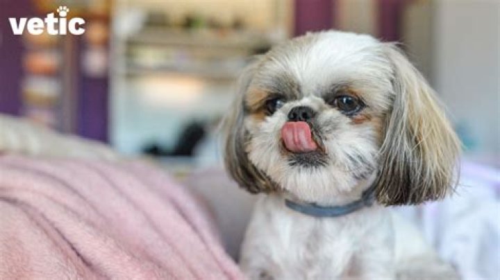 Is Shih Tzu good for beginners