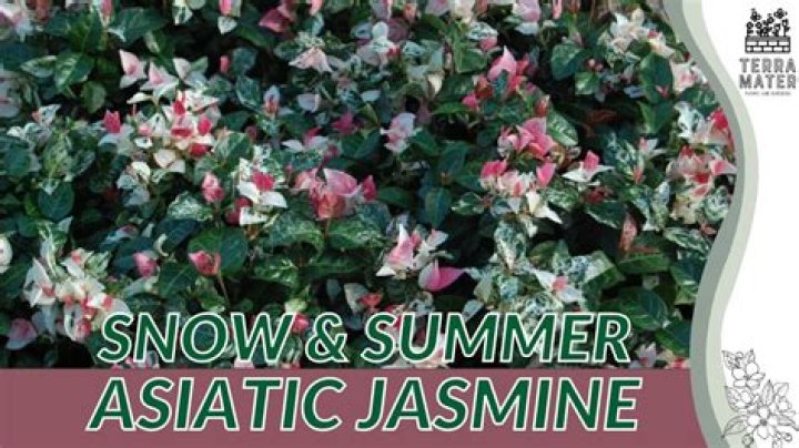 Is snow in summer invasive