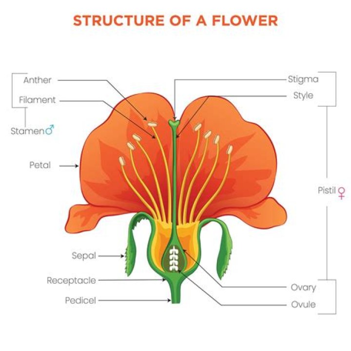 Is the stamen male or female
