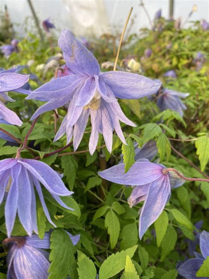 Is there a clematis that grows in the shade?
