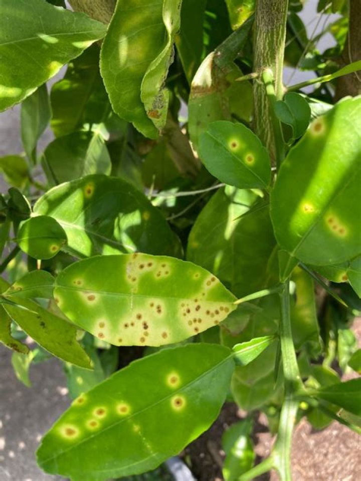 Is there a cure for citrus canker