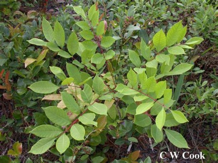 Is there poison sumac in NY?