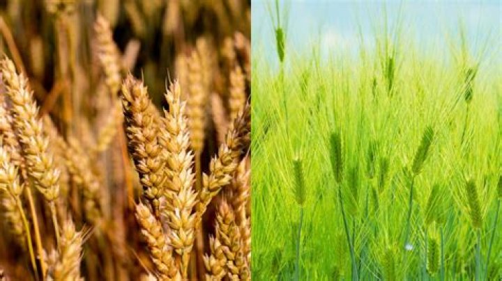 Is wheatgrass and wheat the same