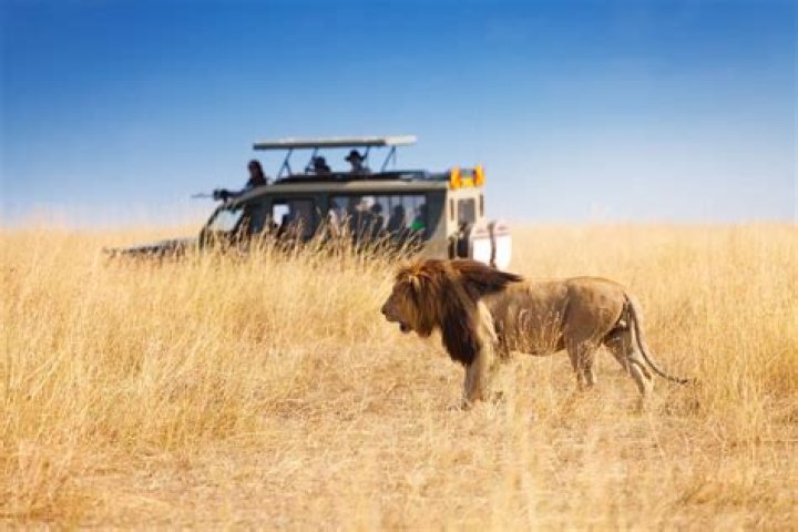 Is Zambia good for safari?
