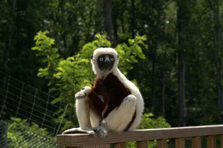 jovian lemur