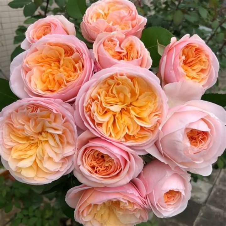 juliet rose price