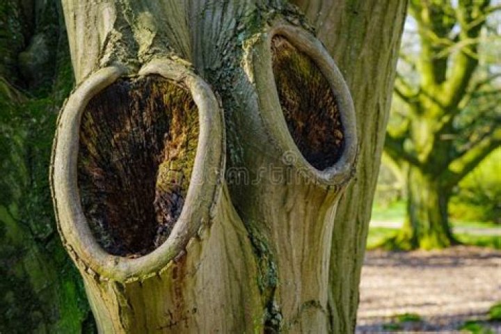 knots in trees