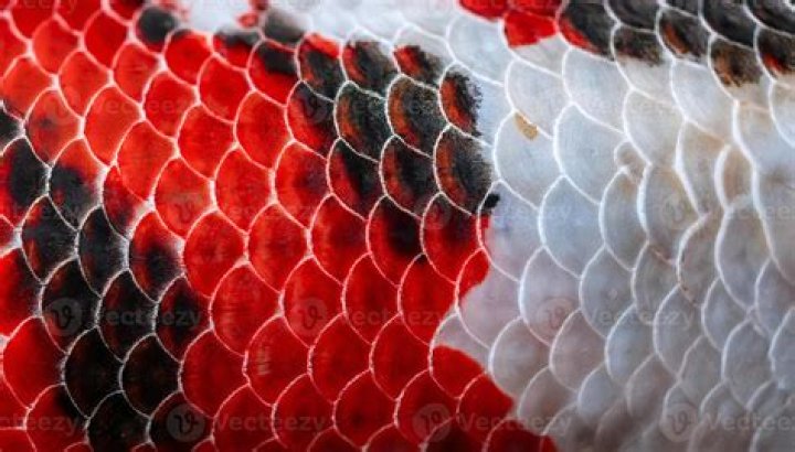 koi fish scales