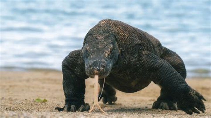 komodo dragon venom