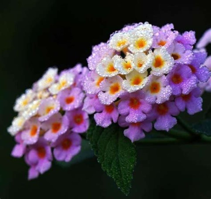 lantana and dogs