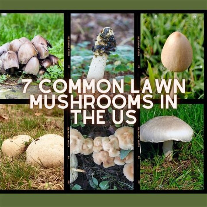 lawn mushroom species uk