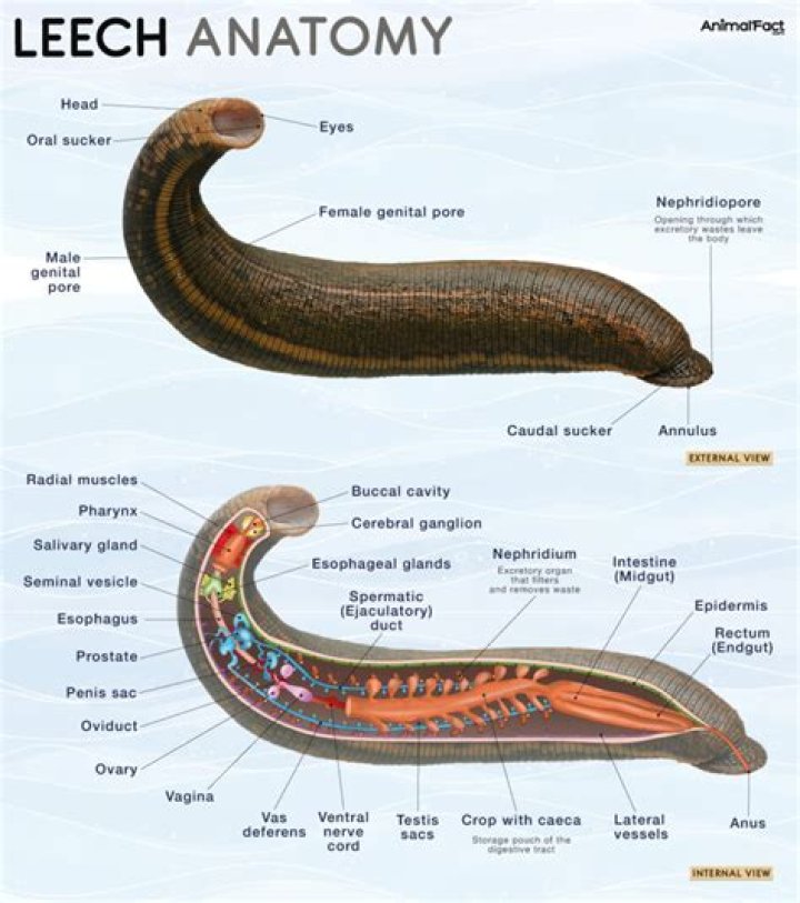 leech characteristics