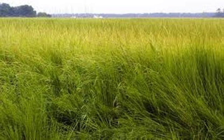 lemon grass savanna