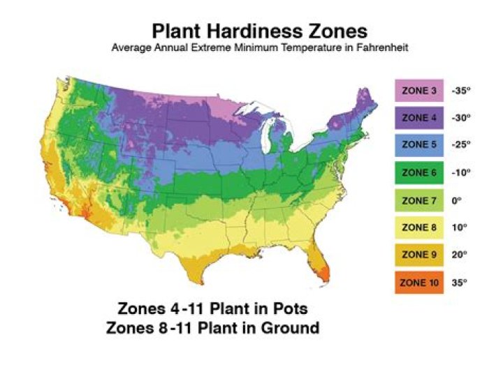 lemon tree growing zone