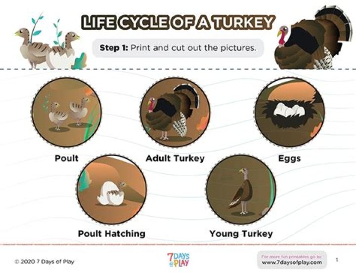 life cycle of a turkey