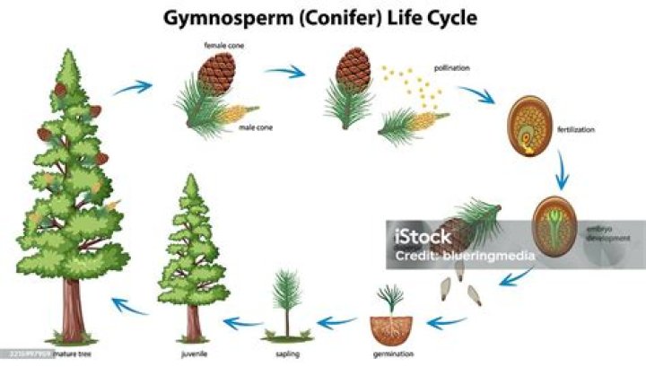 lifecycle of a gymnosperm