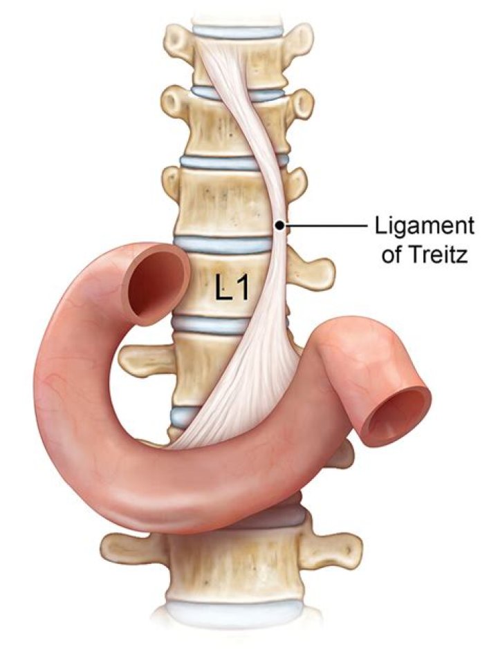 ligament of treitz location