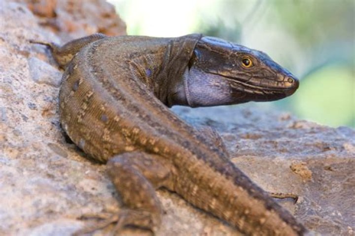lizards breathe through their