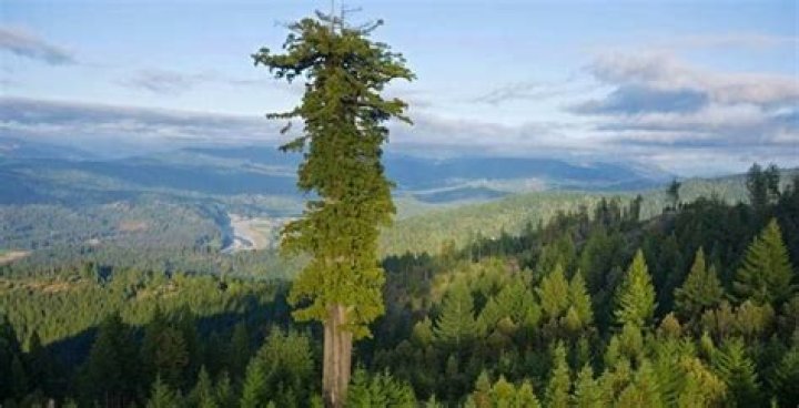longest tree in the world