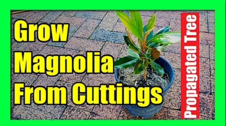 magnolia cuttings