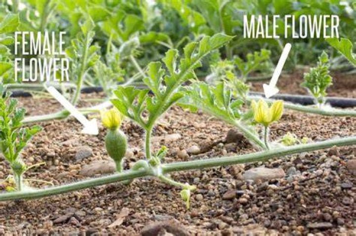 male and female watermelon flowers
