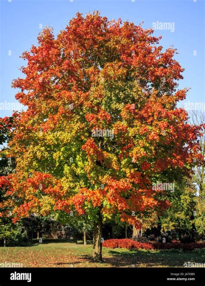 maple trees in canada