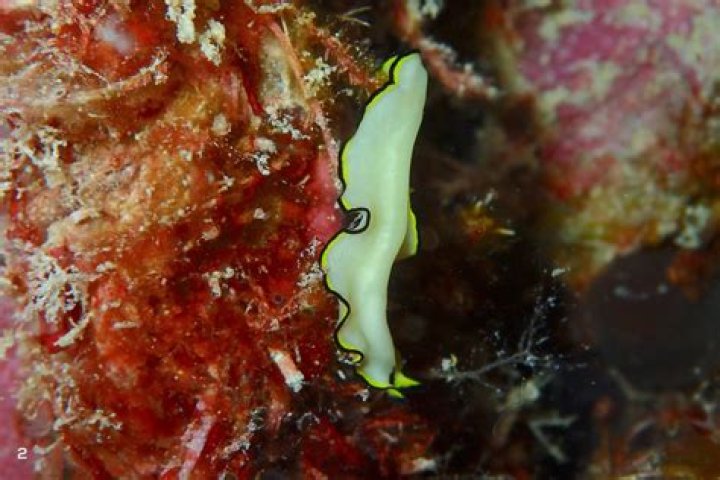 marine flatworm eating