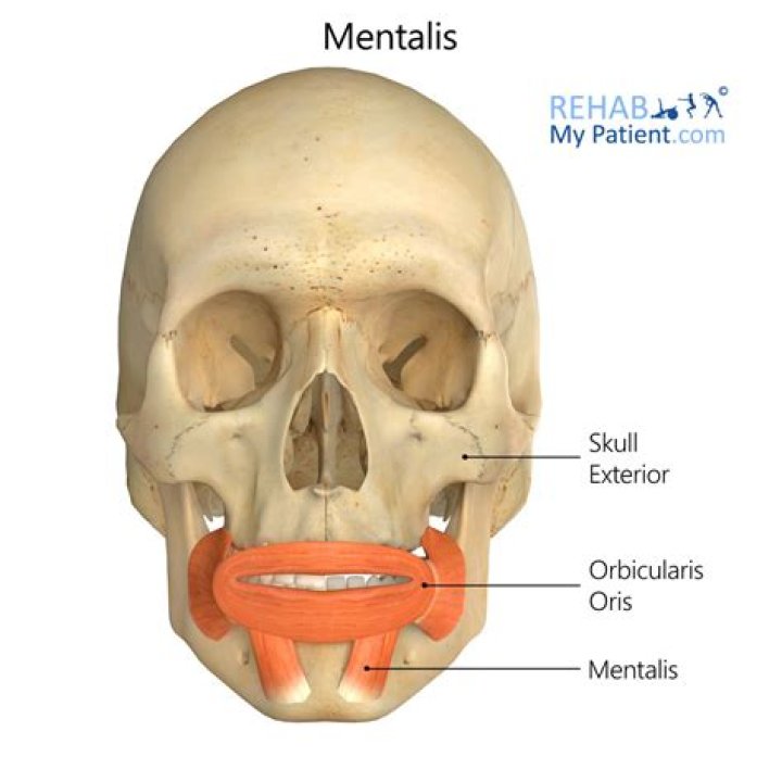 mentalis muscle function