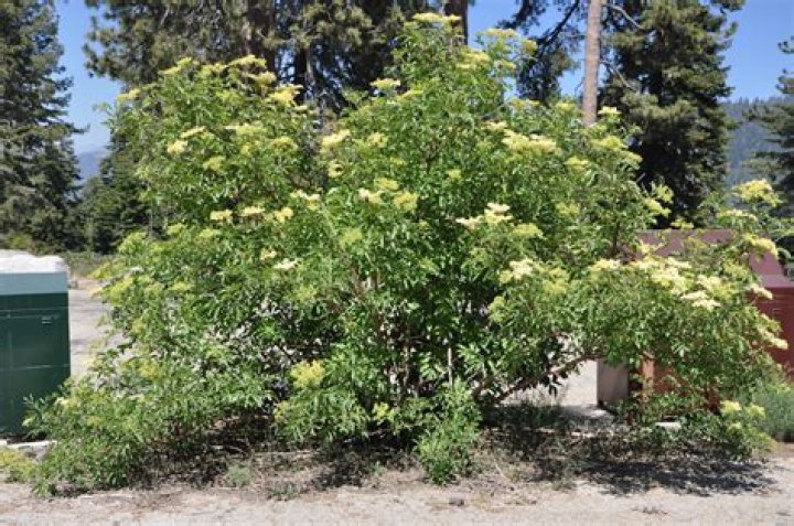 mexican elderberry