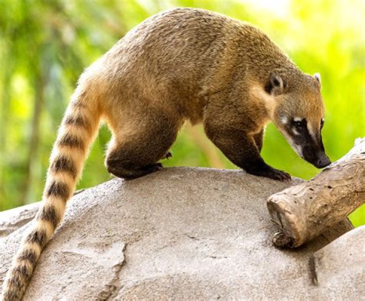 mexican racoon