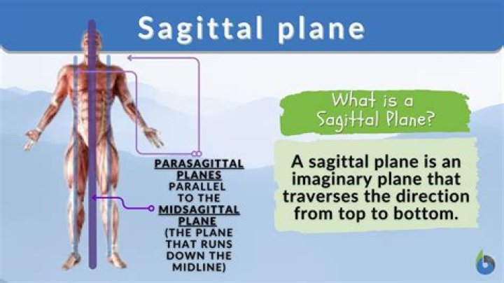 midsagittal section of the body