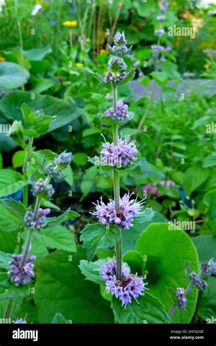 mint plant with purple flowers