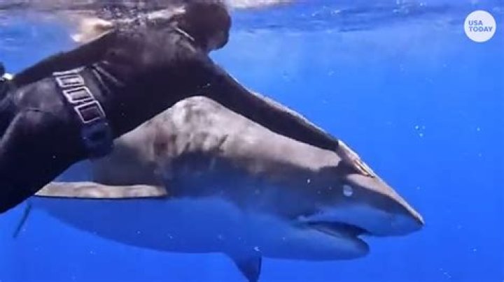 molokini crater shark attack