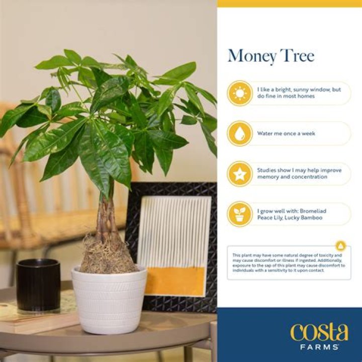 money tree plant uk