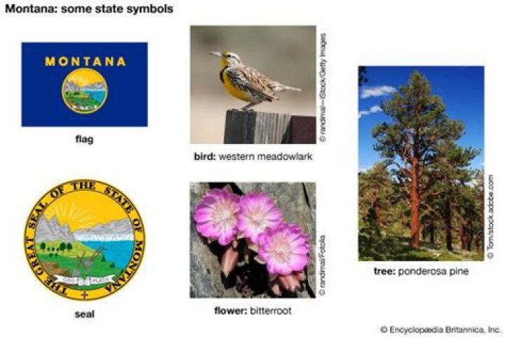 montana state bird and flower